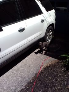 Bonnie Oropallo waiting impatiently to get into the car and go for a ride.