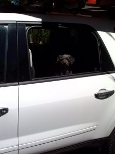 Bonnie waiting impatiently in the car to get going on a ride.