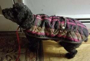 Bonnie in her new coat waiting to go out 12/28/2017. Photo by Charles Oropallo