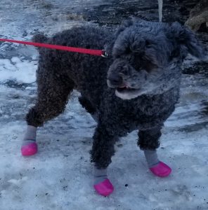 Bonnie with her new booties 12/28/2017 in below zero weather. Photo by Charles Oropallo