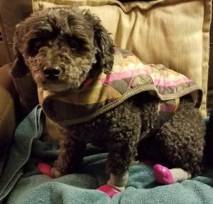 Bonnie ready for sub zero weather in southern New Hampshire 12/29/2017. Photo by Charles Oropallo.