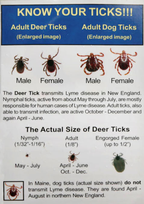 KNOW YOUR TICKS!!! | Adult Deer Ticks (Enlarged image) | Adult Dog Ticks (Enlarged image) | Male Female Male Female | The Deer Tick transmits Lyme disease in New England. Nymphal ticks, active from about May through July, are mostly responsible for human cases of Lyme disease. Adult ticks, also able to transmit infection, are active October - December and again April - June. | The Actual Size of Deer Ticks | Nymph (1/32"-1/16") May - July | Adult (1/8") April - June Oct. - Dec. | Engorged Female (up to 1/2") | In Maine, dog ticks (actual size shown) do not transmit Lyme disease. They are found April - August in northern New England.